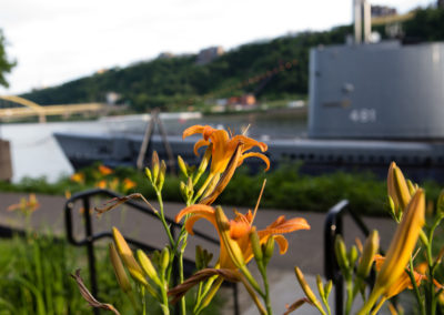 Yellow flowers with USS Requin in the background