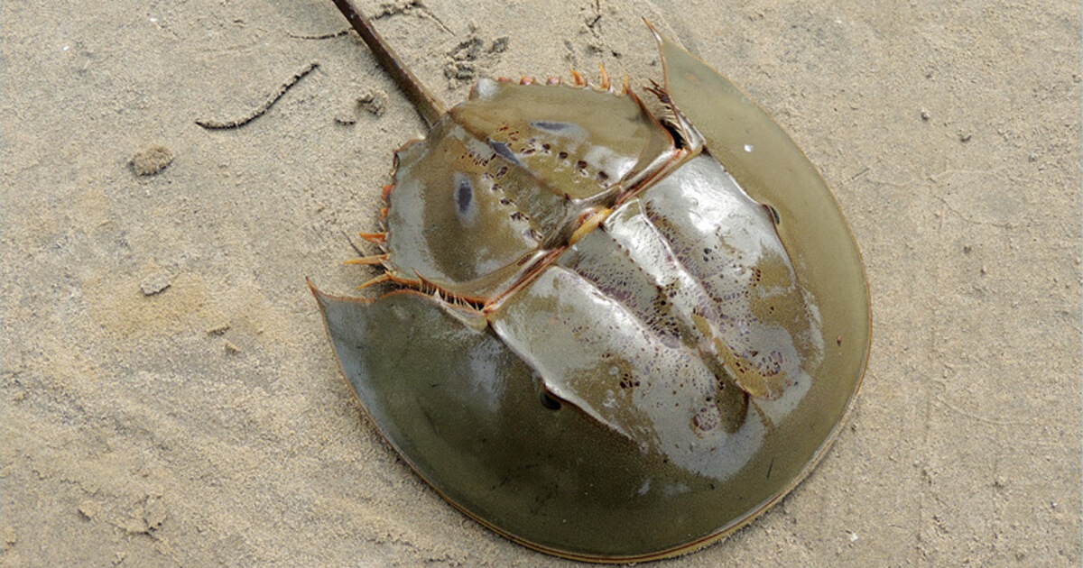 American Horseshoe Crab