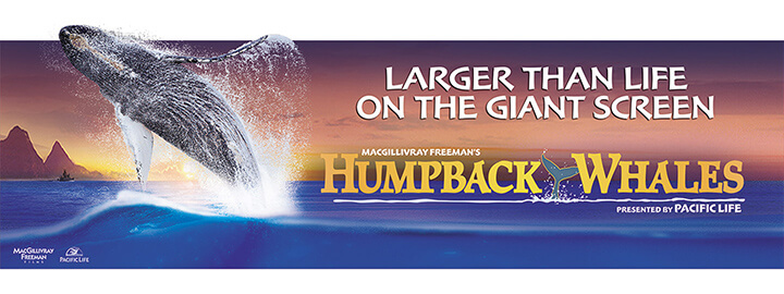 Humpback Whales