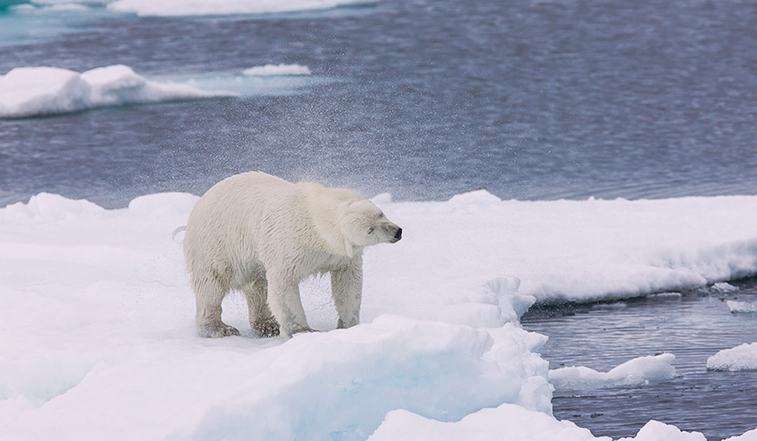 Polar bear shaking ice off of its fur