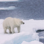 Polar bear shaking ice off of its fur