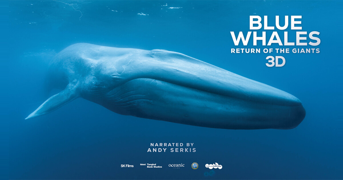 Blue whale, facts and photos