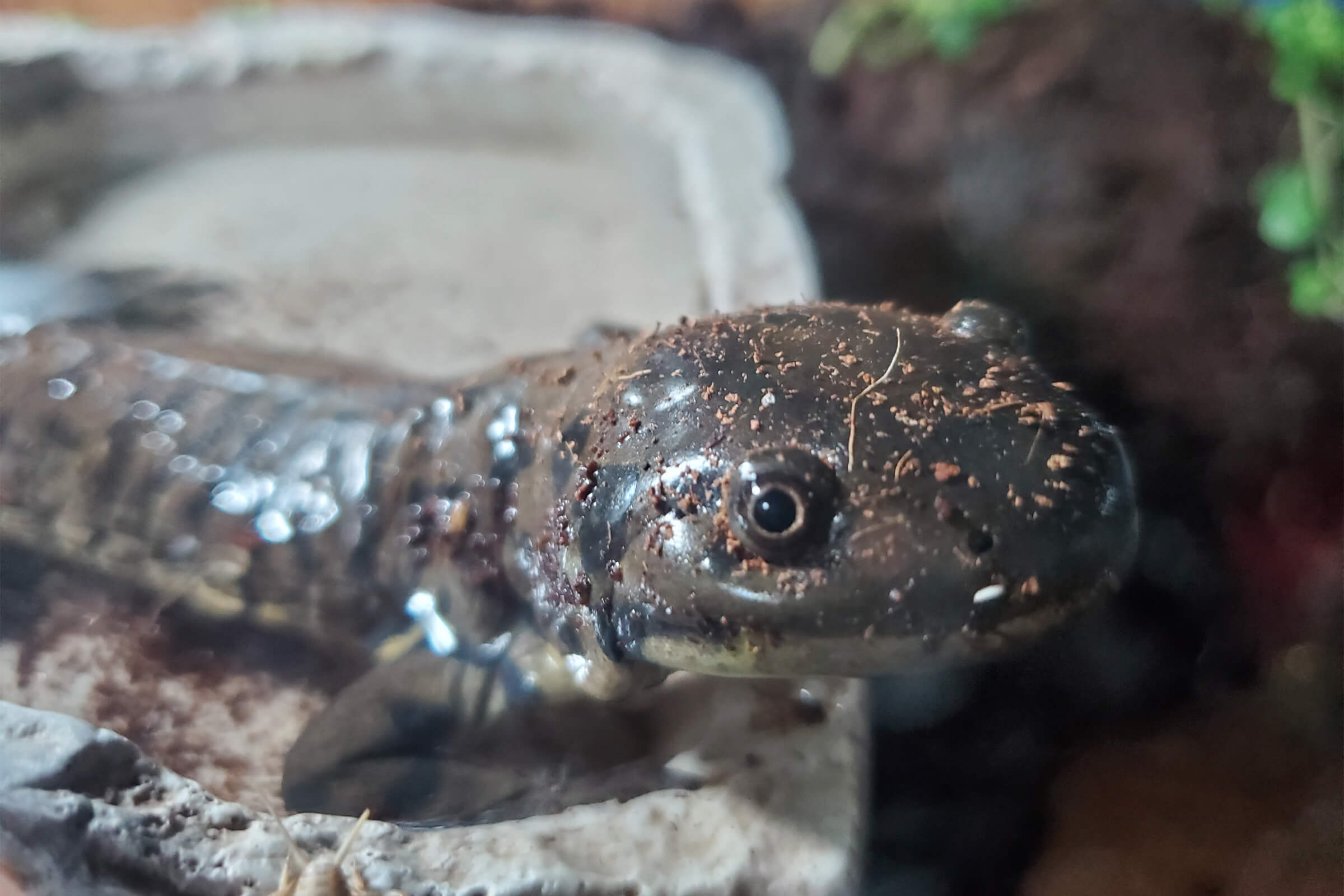 A salamander