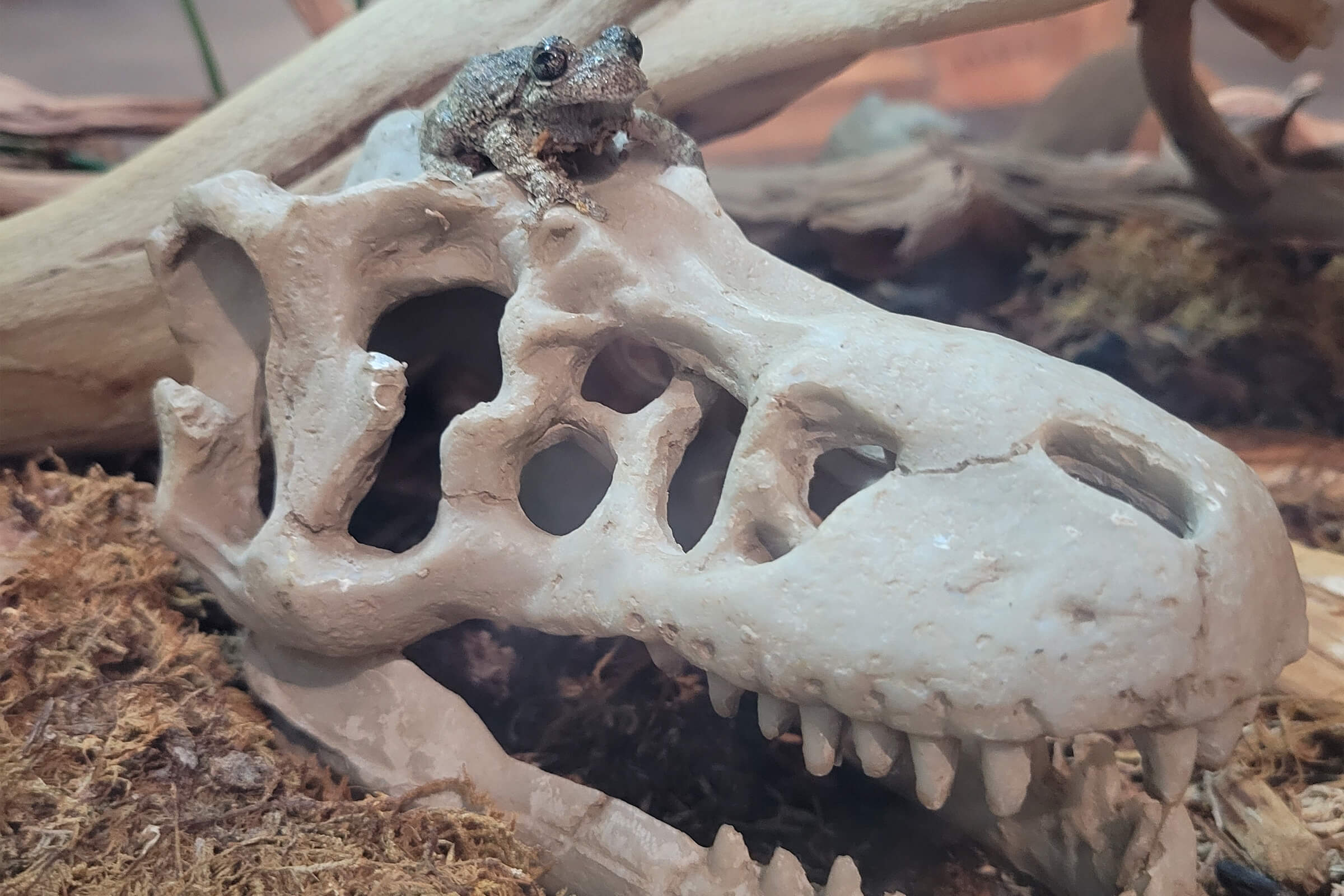 A frog on a dinosaur skull