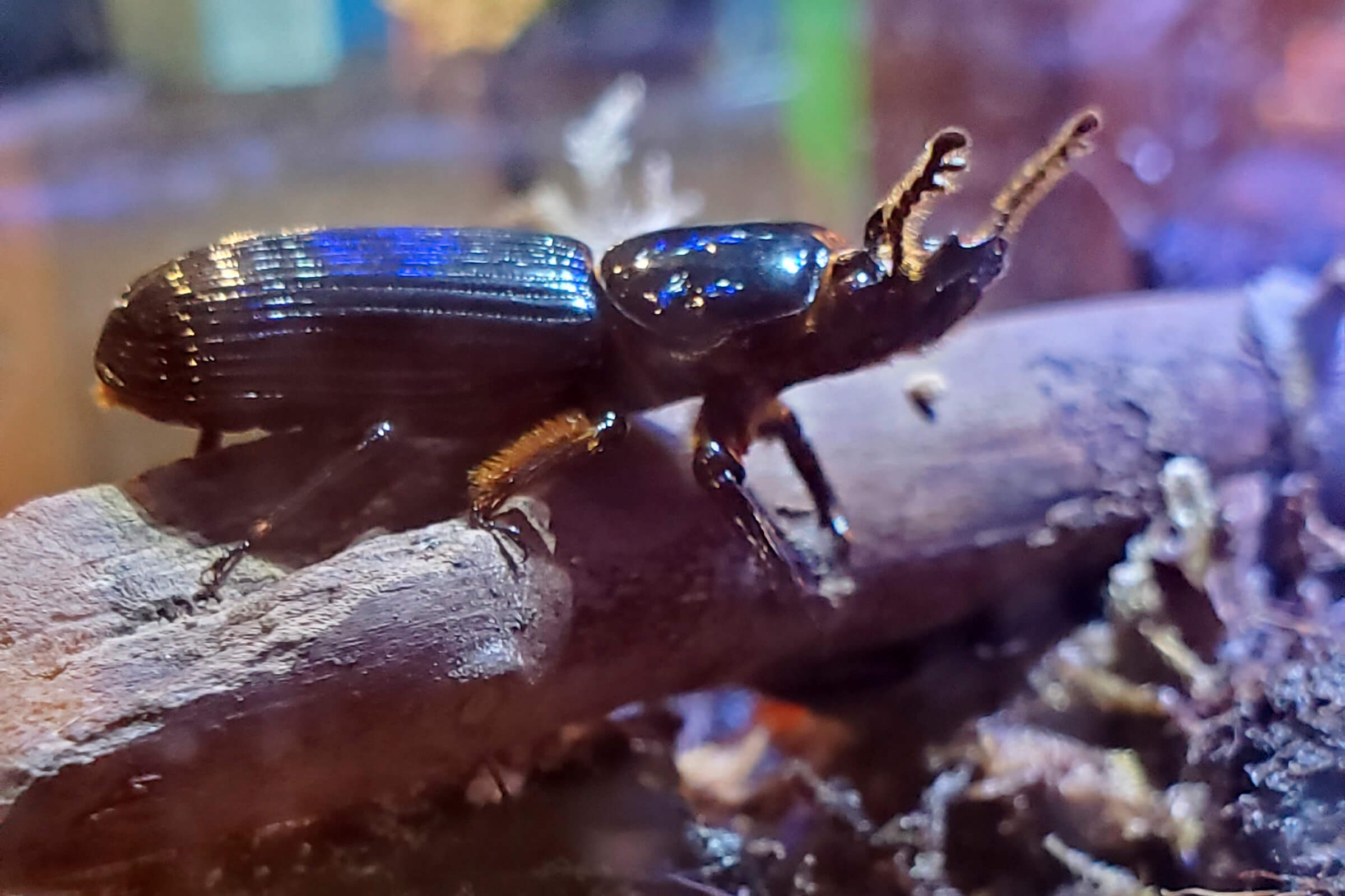 A beetle
