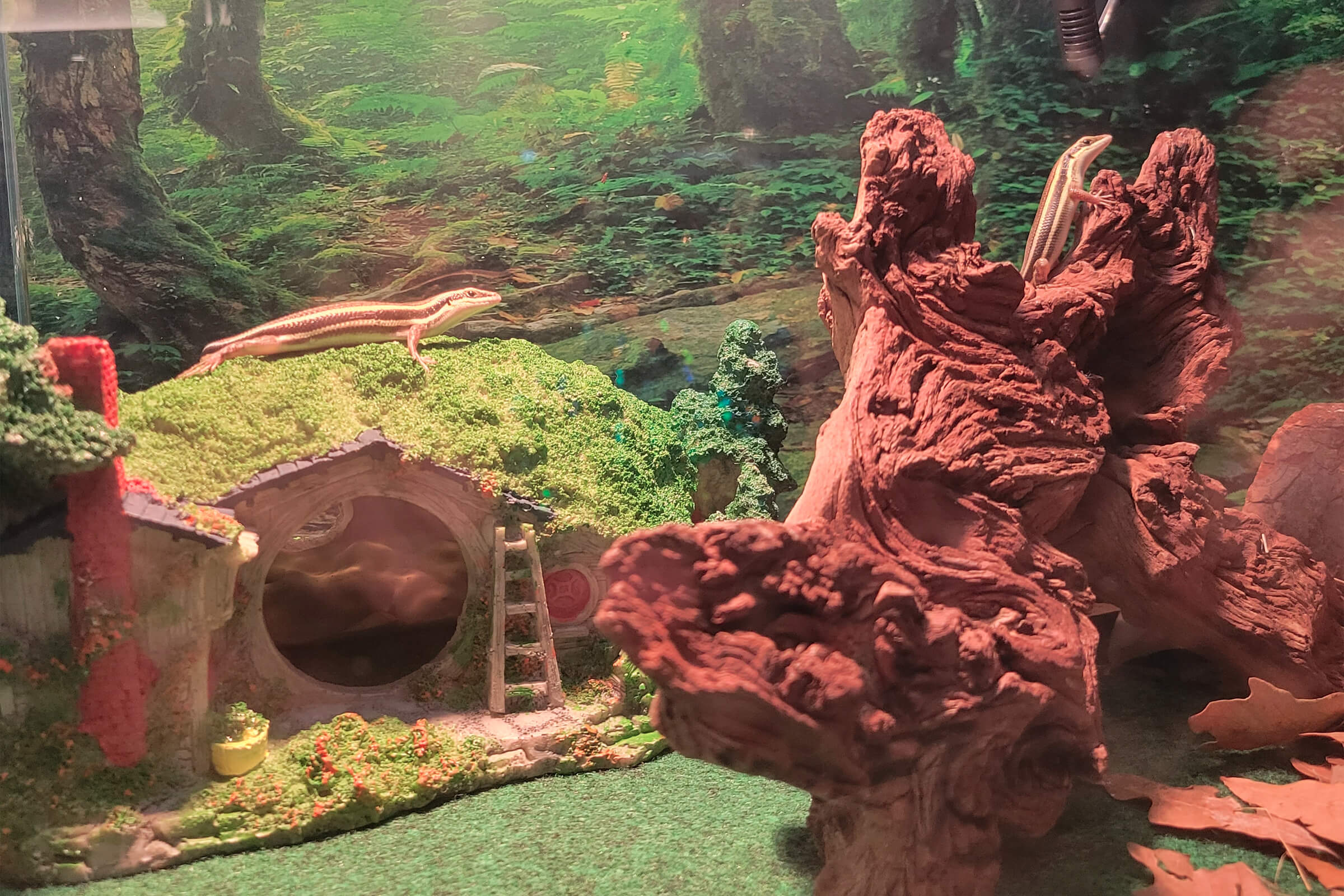 A skink on a garden gnome home