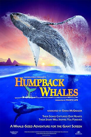 Humpback Whales