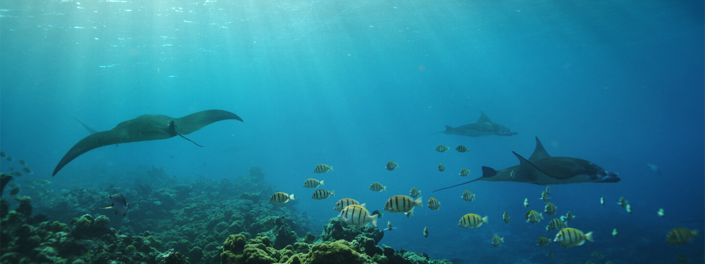 A group of manta rays swimming in clear blue ocean waters.