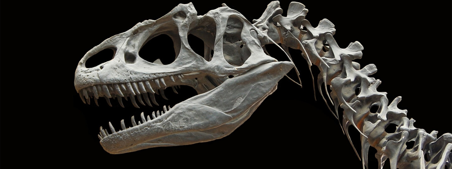 Dinosaur Allosaurus skeleton bone