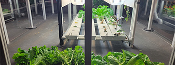 Hydroponics—The Magic of Farming without Soil