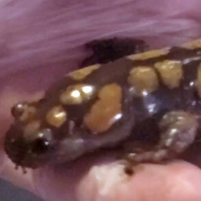 We’re flashing back to one of our favorite videos from the summer – Salamander Feeding Time with Science Educator Carla Littleton